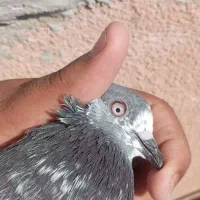 کفتر|پرنده|چابهار, |دیوار