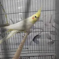 سلام عروس هلندی سالم و آواز خون با همرا بچه