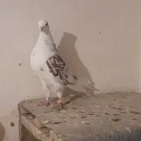 کبوتر  پرشی|پرنده|نهاوند, |دیوار