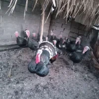 بوقلمون.|پرنده|بهبهان, |دیوار