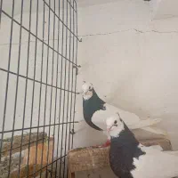 طوقی نرو ماده