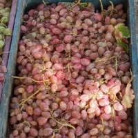 انگور