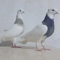 کبوتر طوقی