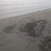 نیرو کار ماهر