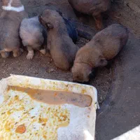 توله فروشی موقیت فریمان جلگه رخ