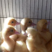 جوجه اردک خارجی