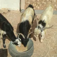 بُز جوان شکمه اول و کولار آبستن|حیوانات مزرعه|خرامه, |دیوار