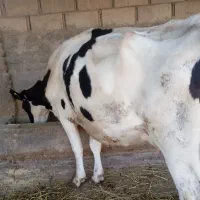 گاو شیری هولشتان|حیوانات مزرعه|انبارآلوم, |دیوار