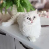 گربه ماده پرشین چشم درشت