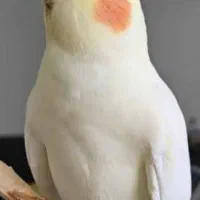 عروس هلندی مولد به شرط