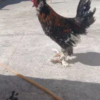 خروس سلطان