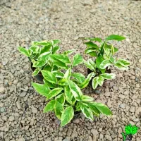 حراج پدیلانتوس