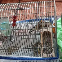 سهره دورگ جوجه سال