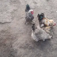 مرغ و خروس و بوقلمون