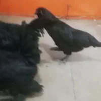 مرغ وخروس مرندی|حیوانات مزرعه|خمینی‌شهر, |دیوار