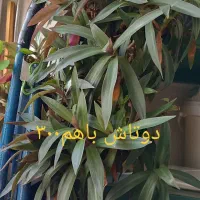 فروش گل گیاه آپارتمانی با گلدان ب علت کمبودجا|گل و گیاه طبیعی|اسلام‌شهر, شهرک واوان|دیوار