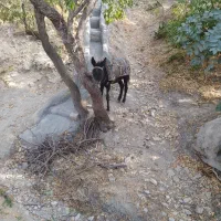 خر نر جوان گله ای