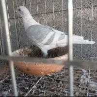 خط سفید دورنگ