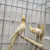 یه جفت عروس هلندی معاوضه با مرغ مینا سخنگو