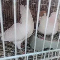 کبوتر معاوضه|پرنده|گنبد کاووس, |دیوار