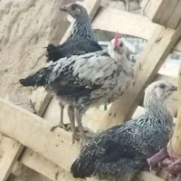 جوجه بومی