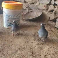 کبوتر نامه بر