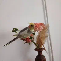 گمشده عروس هلندی