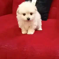 سه تا گل پسر|سگ|اسلام‌شهر, شهرک واوان|دیوار