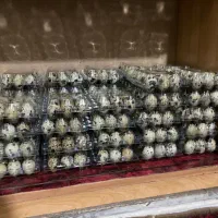 واگذار سالن بلدرچین بردسیر