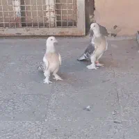 ترکیه ای نژاد بازیکن