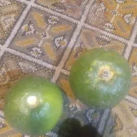 نارنج و آب نارنج بهشهر درشت و آبدار|حراج|بهشهر, |دیوار