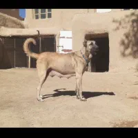 توله سرابی|سگ|میلاجرد, |دیوار