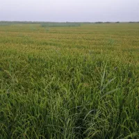 زمین-کشاورزی