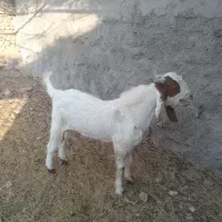 چبش پاکستانی اصل|حیوانات مزرعه|گزیک, |دیوار