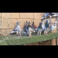 تعدادی کبوتر پلاکی نر جوان تبریز