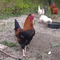 دو عدد خروس