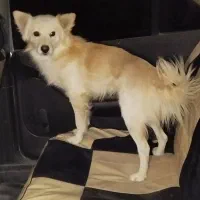 سگنژادشیتزوکراس،ونژاداشپیزپامر|سگ|شیراز, داریون|دیوار