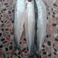 میگو و ماهی خوب و عالی رسید