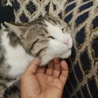 گربه|گربه|شهرکرد, |دیوار