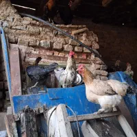 مرغ خروس گلین