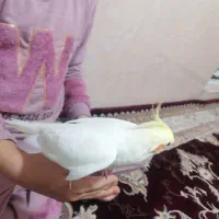 عروس هلندی سخنگو جفت|پرنده|باقرشهر, |دیوار