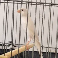 قناری نره|پرنده|کرمانشاه, |دیوار