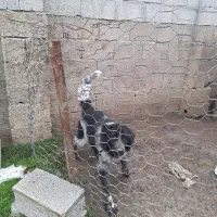 سگ نر قدرجونی اصفهان فروشی