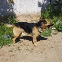 سگ نگهبان|سگ|چهارباغ, |دیوار