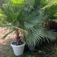 نخل پالم واشنگتن|گل و گیاه طبیعی|آمل, |دیوار