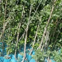 انواع نهال میوه بادام پسته گردو پیوندی و کشت بافت|خدمات باغبانی و درختکاری|نیشابور, دارایی|دیوار