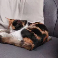 واگذاری گربه|گربه|مشکین‌دشت, |دیوار