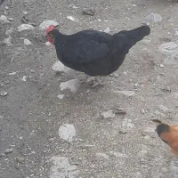 خروس محلی و مرغ|حیوانات مزرعه|ماسال, |دیوار