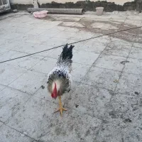 دوتا خروس جوان