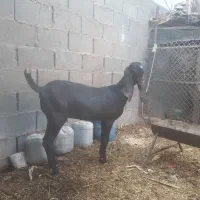 بوشهر عسلویه|حیوانات مزرعه|عسلویه, |دیوار